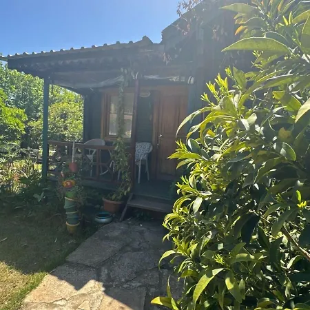 Turkuaz Çıralı